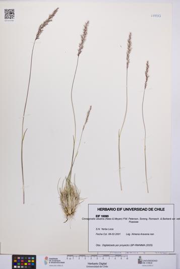 Cinnagrostis velutina var. velutina [Espécimen: UCH:EIF:0010093]