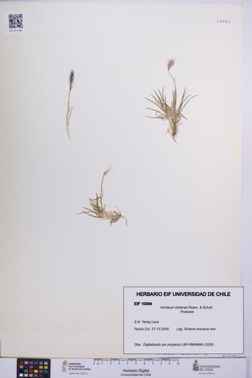 Hordeum chilense [Espécimen: UCH:EIF:0010094]