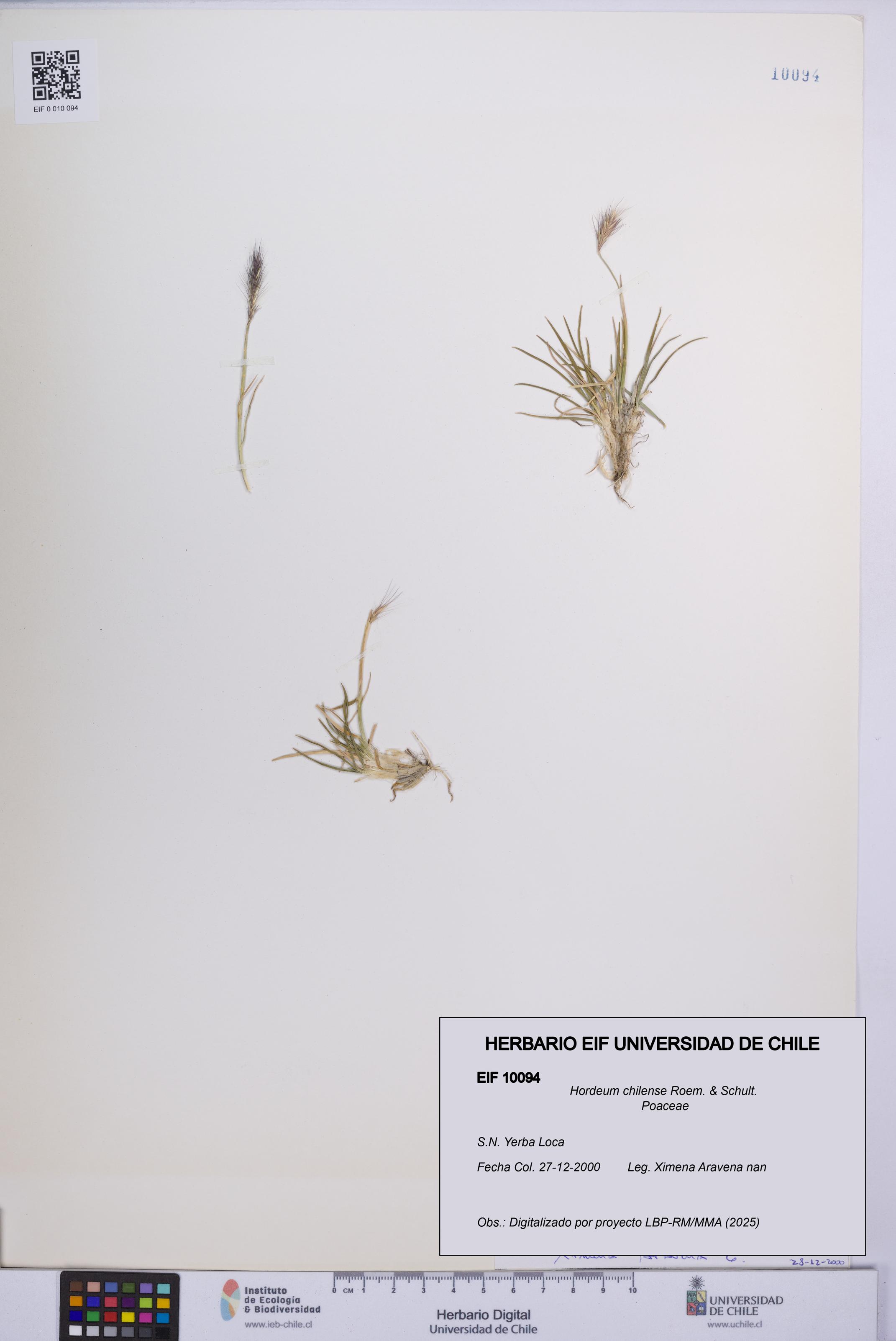Hordeum chilense [Espécimen: UCH:EIF:0010094]