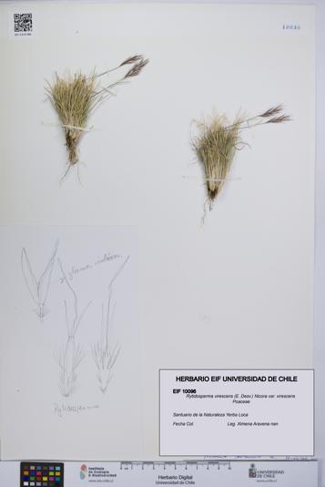 Rytidosperma virescens var. virescens [Espécimen: UCH:EIF:0010096]
