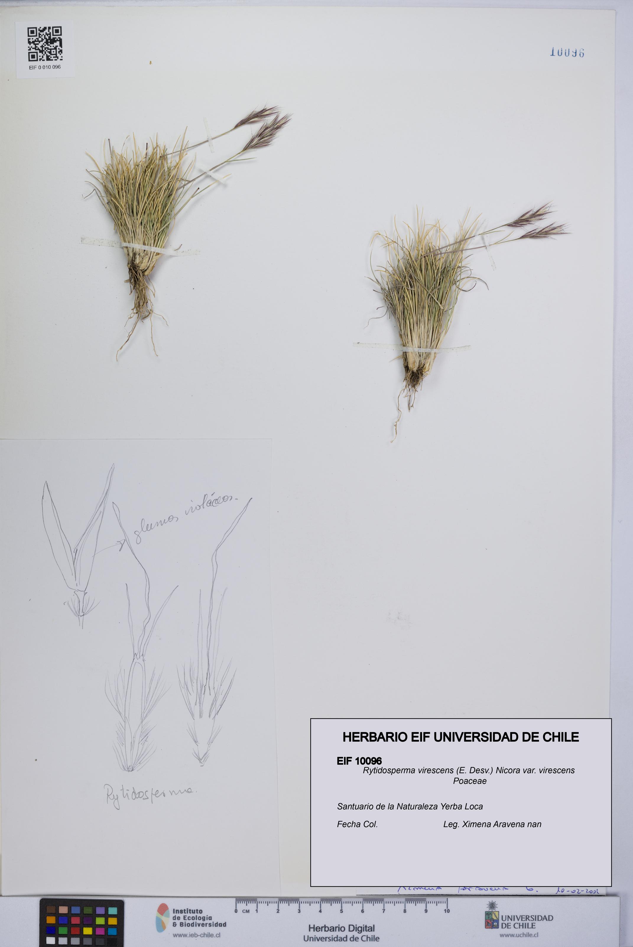 Rytidosperma virescens var. virescens [Espécimen: UCH:EIF:0010096]