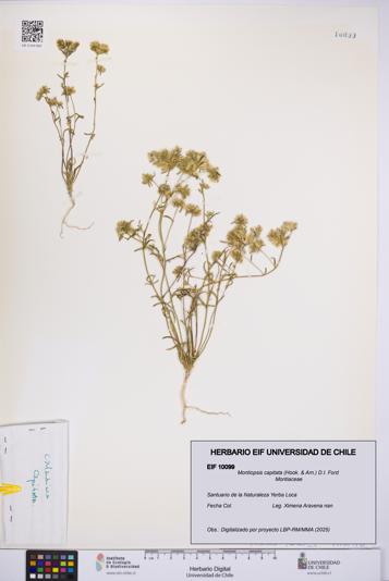 Montiopsis capitata [Espécimen: UCH:EIF:0010099]