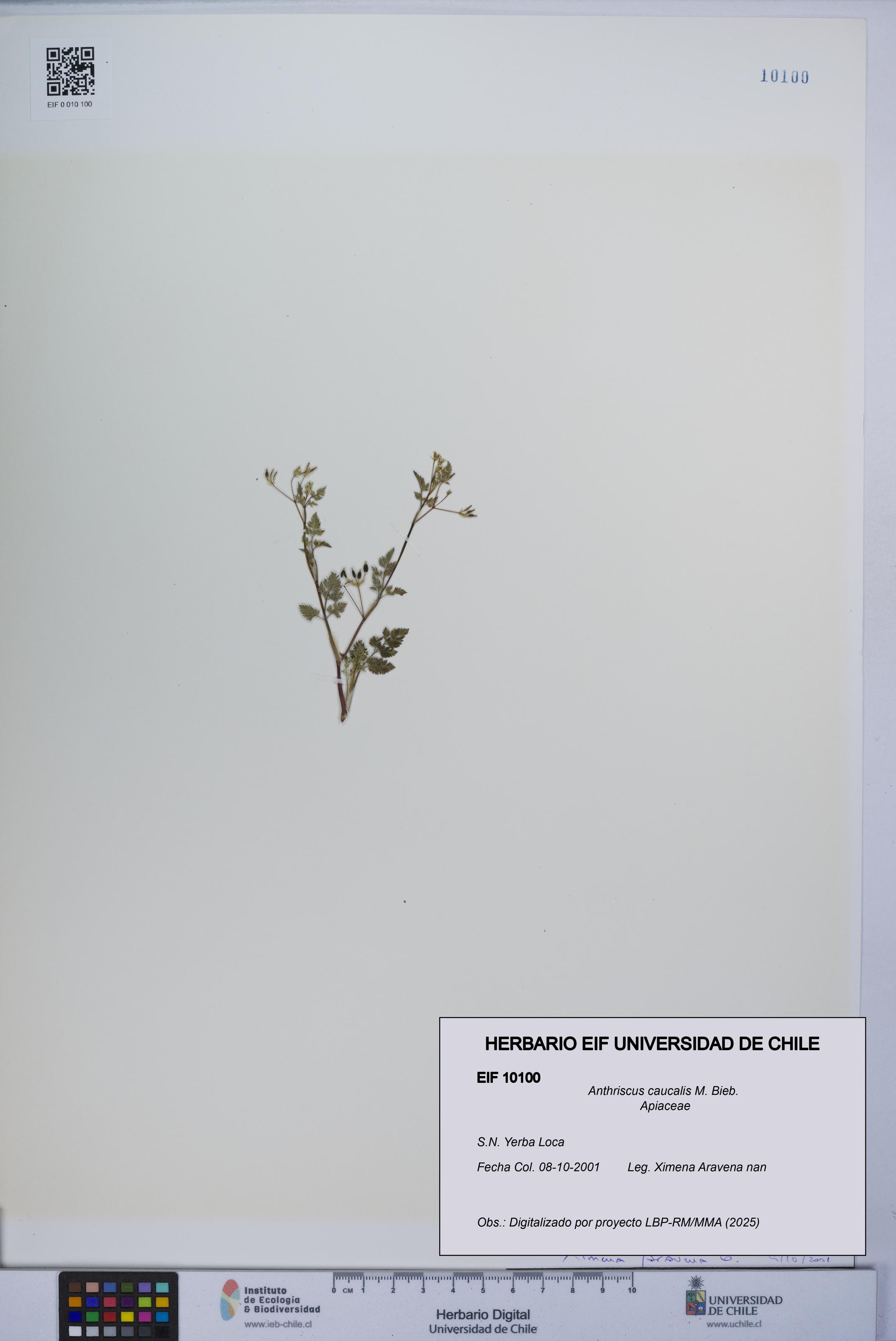 Anthriscus caucalis [Espécimen: UCH:EIF:0010100]