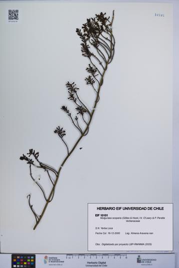 Mulguraea scoparia [Espécimen: UCH:EIF:0010101]