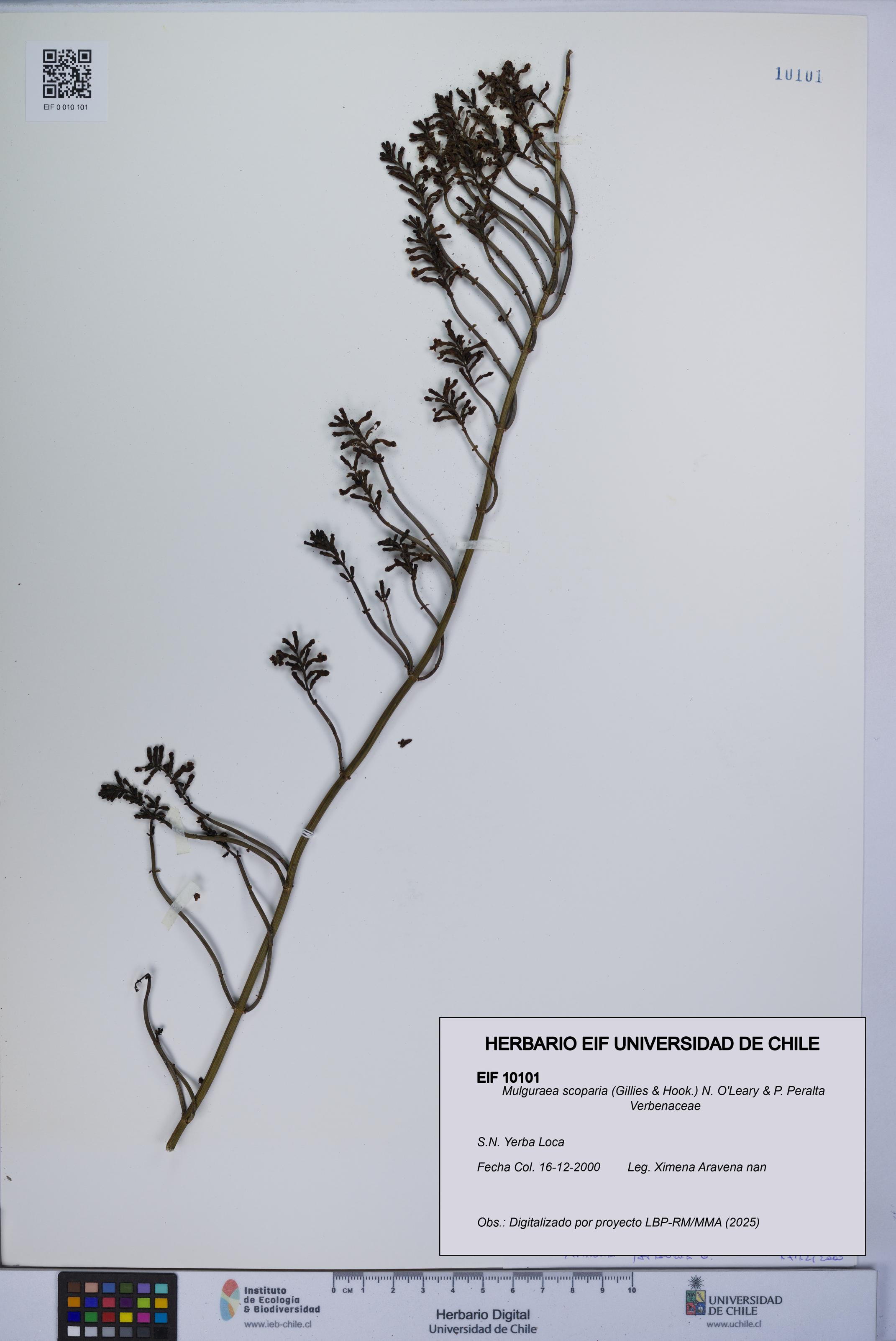 Mulguraea scoparia [Espécimen: UCH:EIF:0010101]