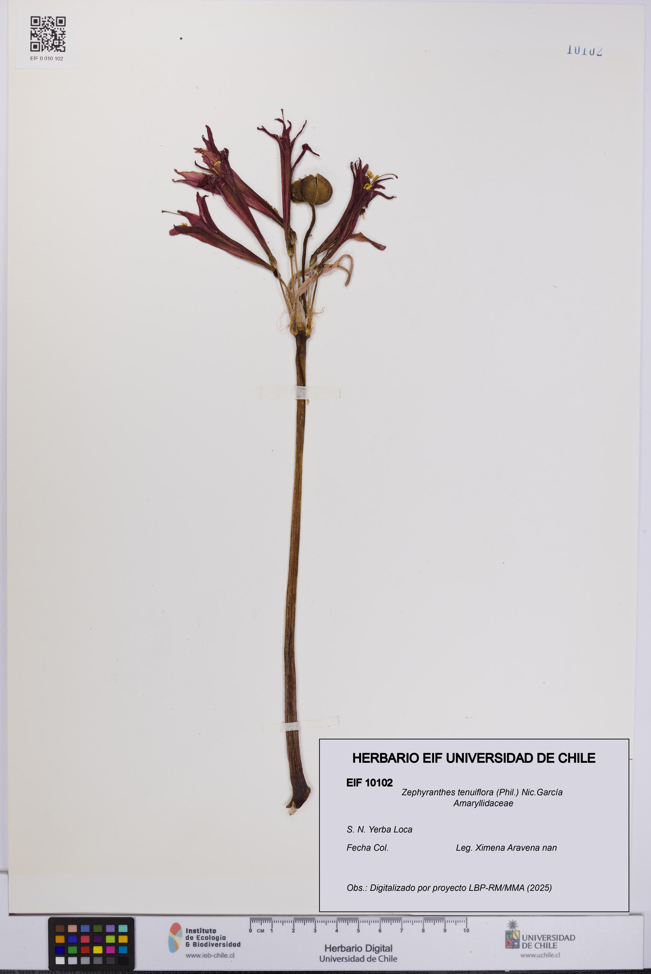 Zephyranthes tenuiflora [Espécimen: UCH:EIF:0010102]