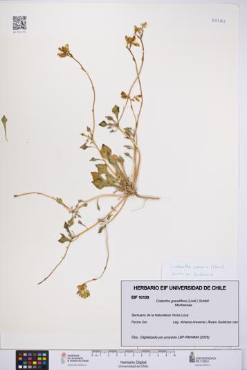 Cistanthe grandiflora [Espécimen: UCH:EIF:0010103]