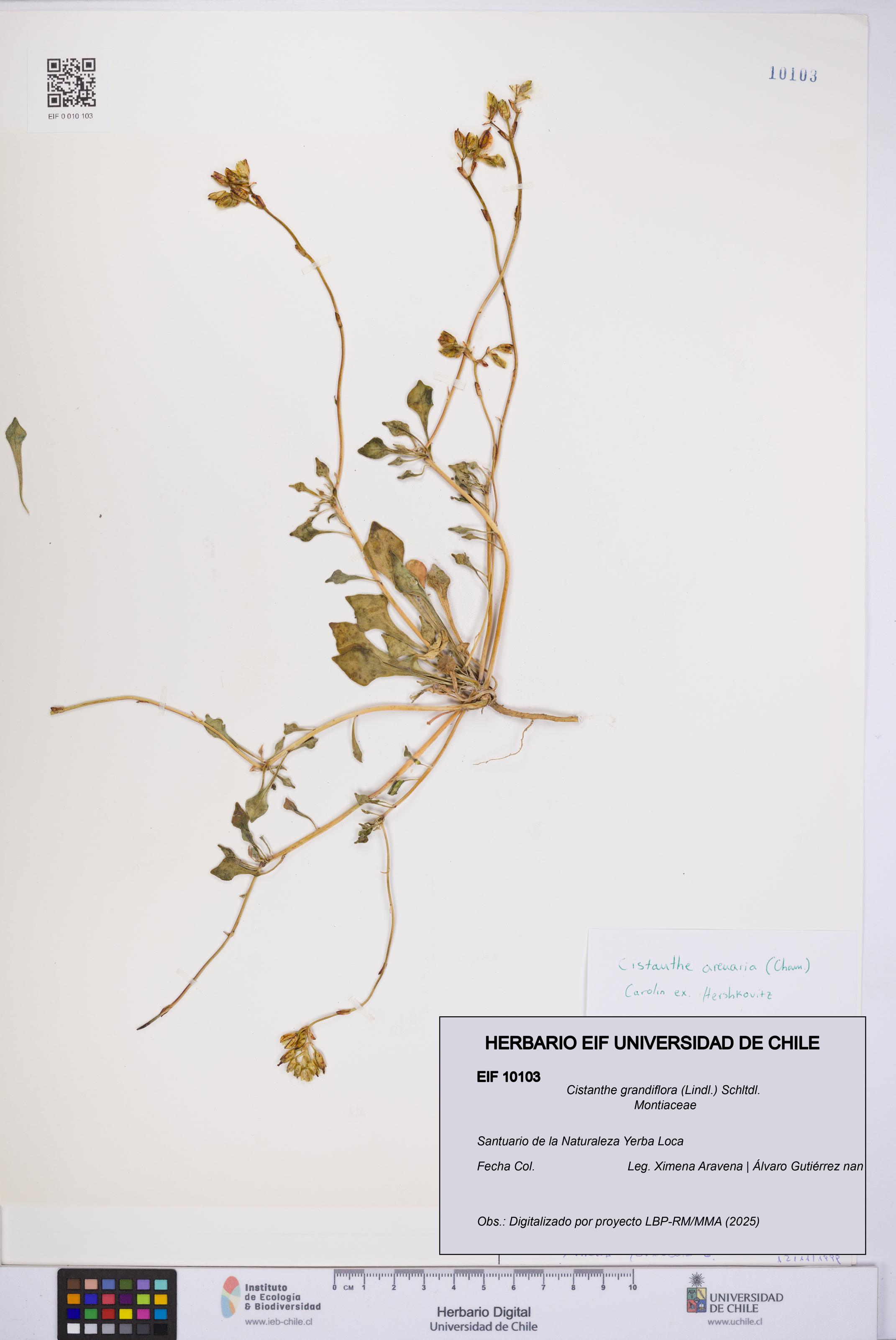 Cistanthe grandiflora [Espécimen: UCH:EIF:0010103]