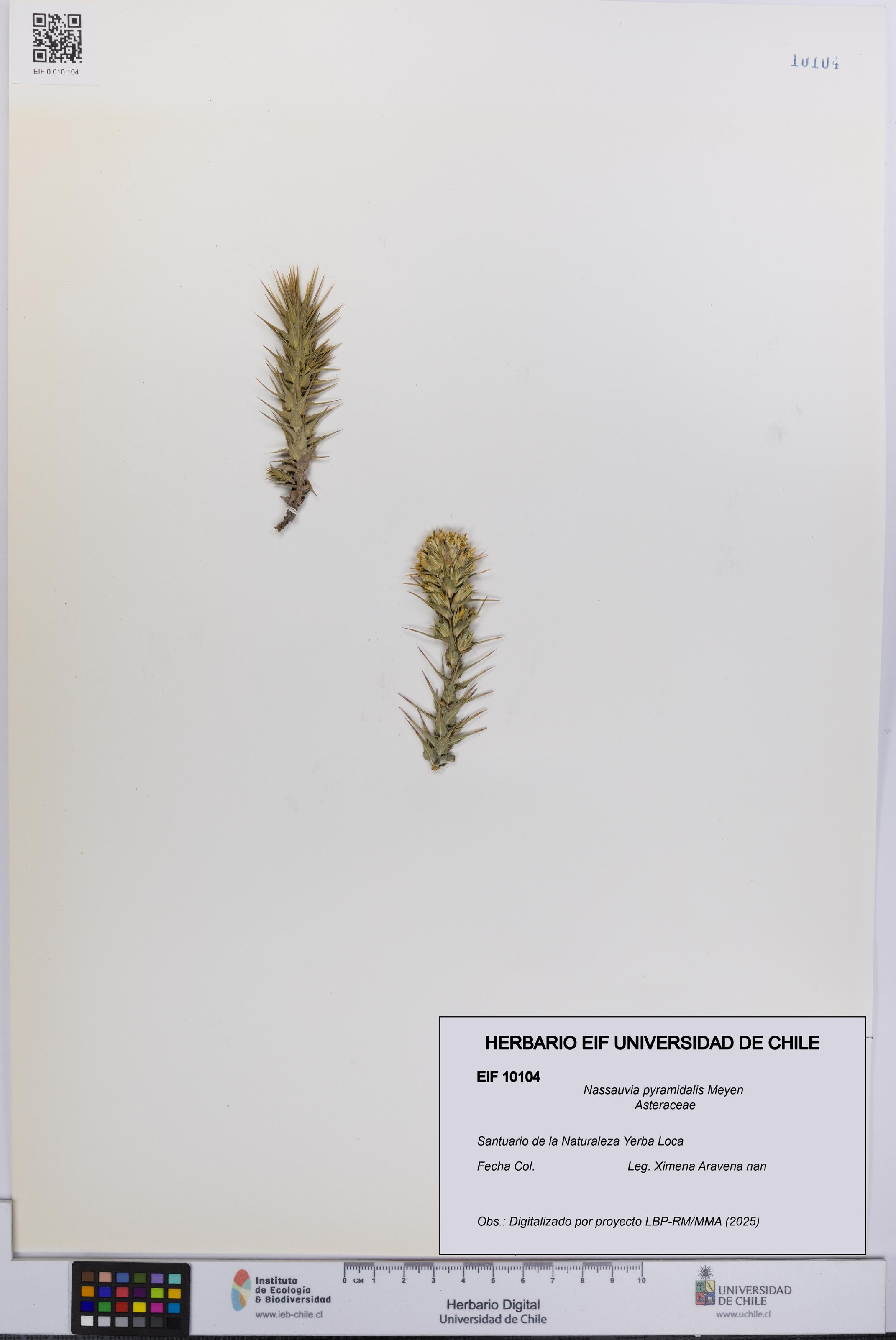 Nassauvia pyramidalis [Espécimen: UCH:EIF:0010104]