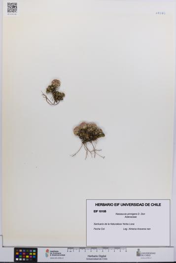 Nassauvia pinnigera [Espécimen: UCH:EIF:0010105]
