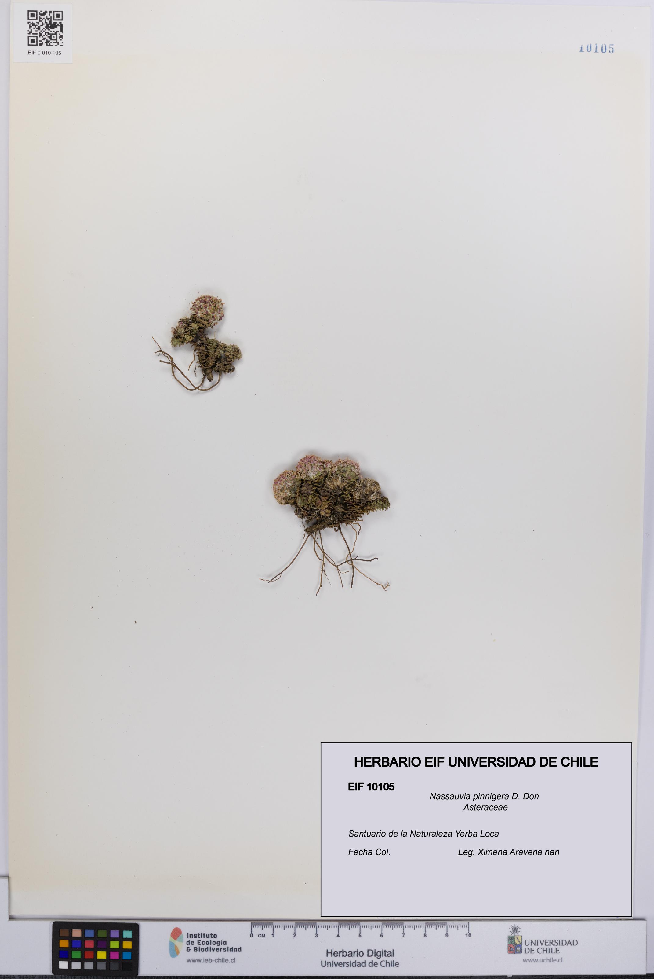 Nassauvia pinnigera [Espécimen: UCH:EIF:0010105]