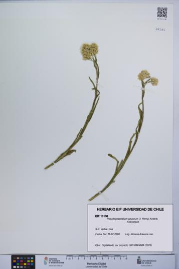 Pseudognaphalium gayanum [Espécimen: UCH:EIF:0010106]