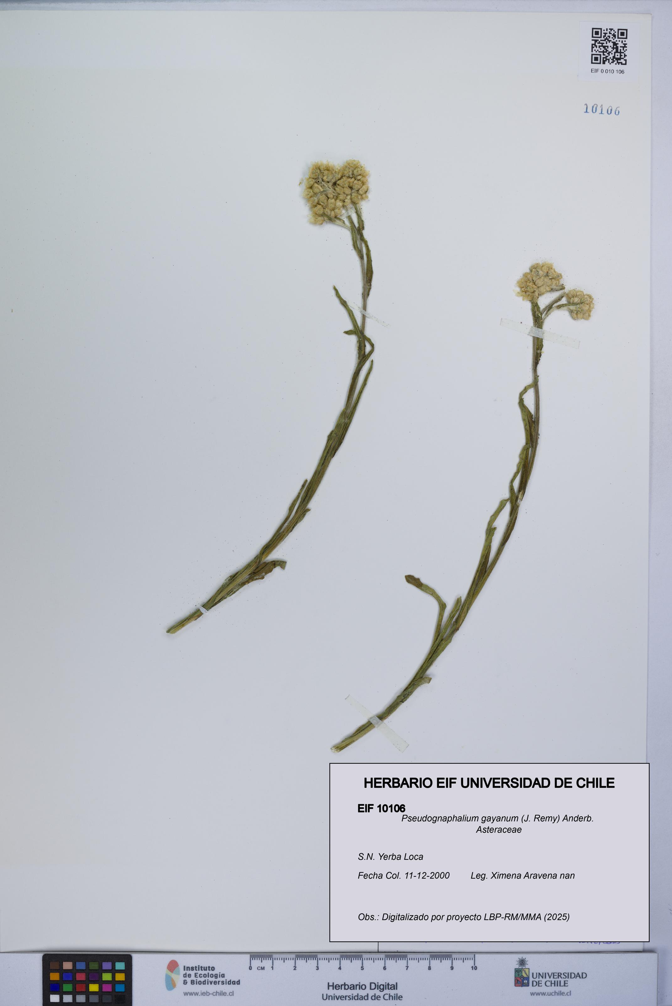 Pseudognaphalium gayanum [Espécimen: UCH:EIF:0010106]
