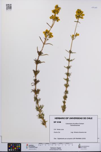 Calceolaria thyrsiflora [Espécimen: UCH:EIF:0010108]