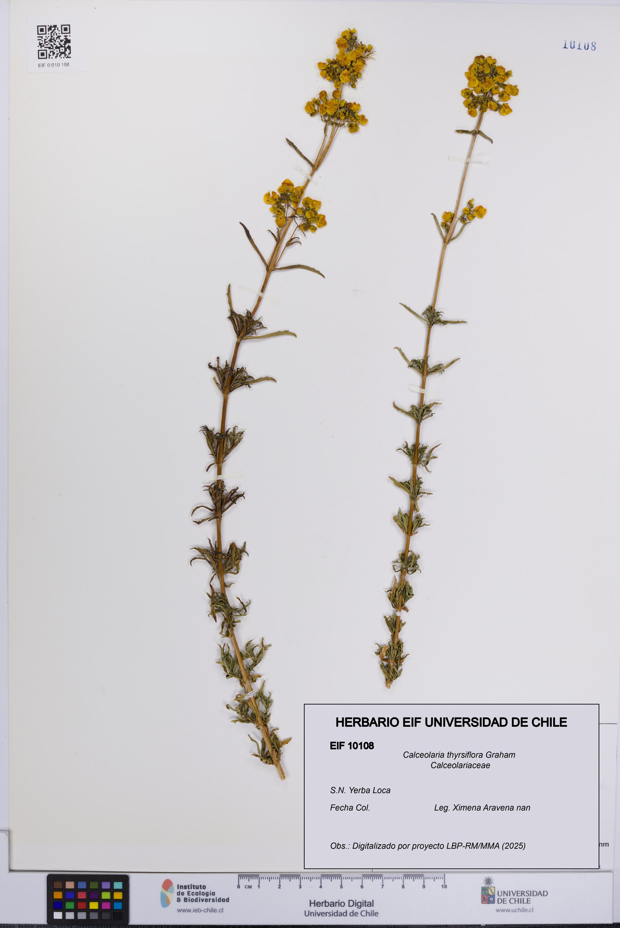 Calceolaria thyrsiflora [Espécimen: UCH:EIF:0010108]