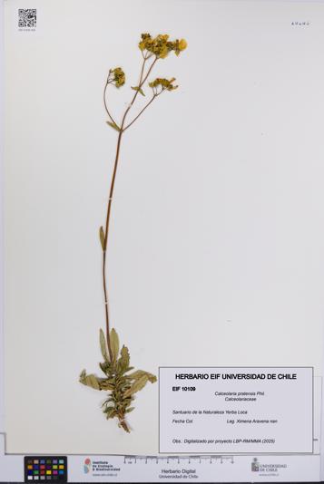 Calceolaria pratensis [Espécimen: UCH:EIF:0010109]