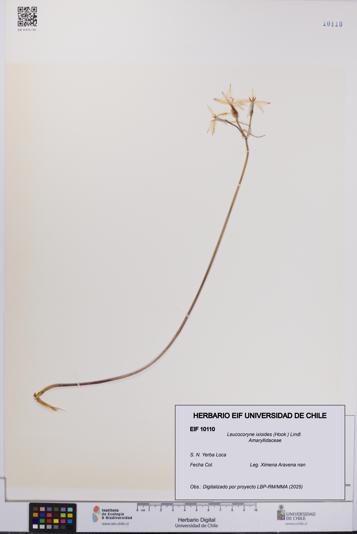 Leucocoryne ixioides [Espécimen: UCH:EIF:0010110]