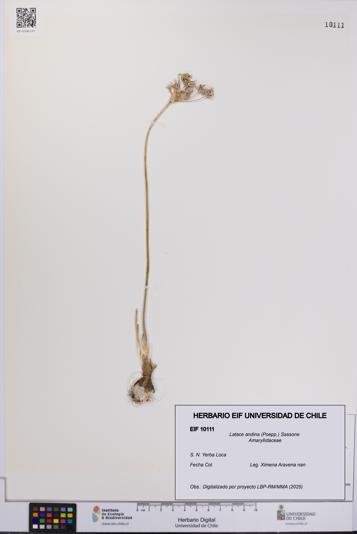 Latace andina [Espécimen: UCH:EIF:0010111]