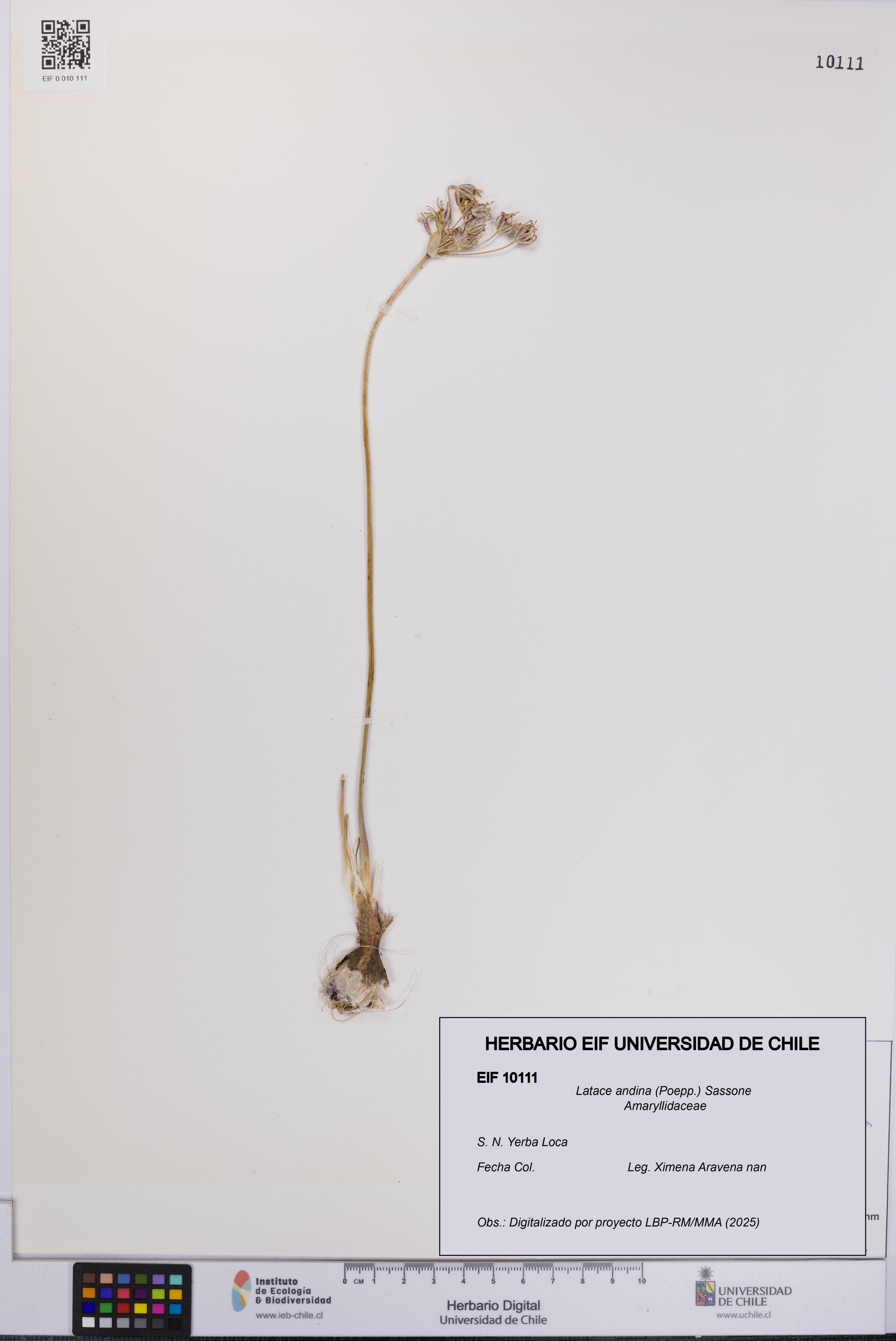 Latace andina [Espécimen: UCH:EIF:0010111]