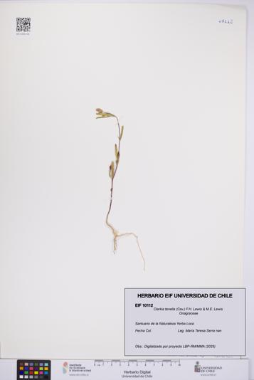 Clarkia tenella [Espécimen: UCH:EIF:0010112]