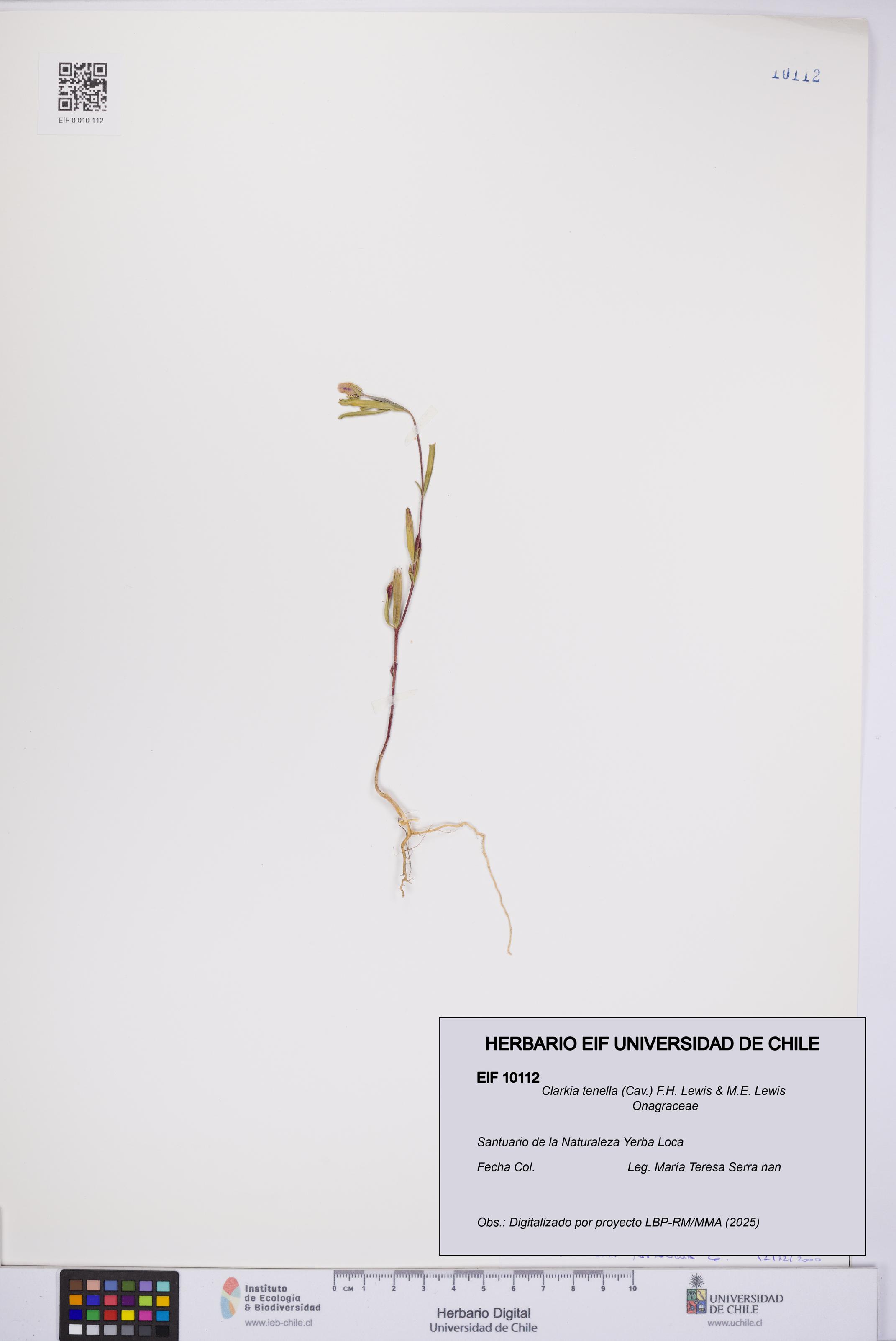 Clarkia tenella [Espécimen: UCH:EIF:0010112]