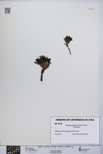 Oreopolus glacialis [Espécimen: UCH:EIF:0010113]