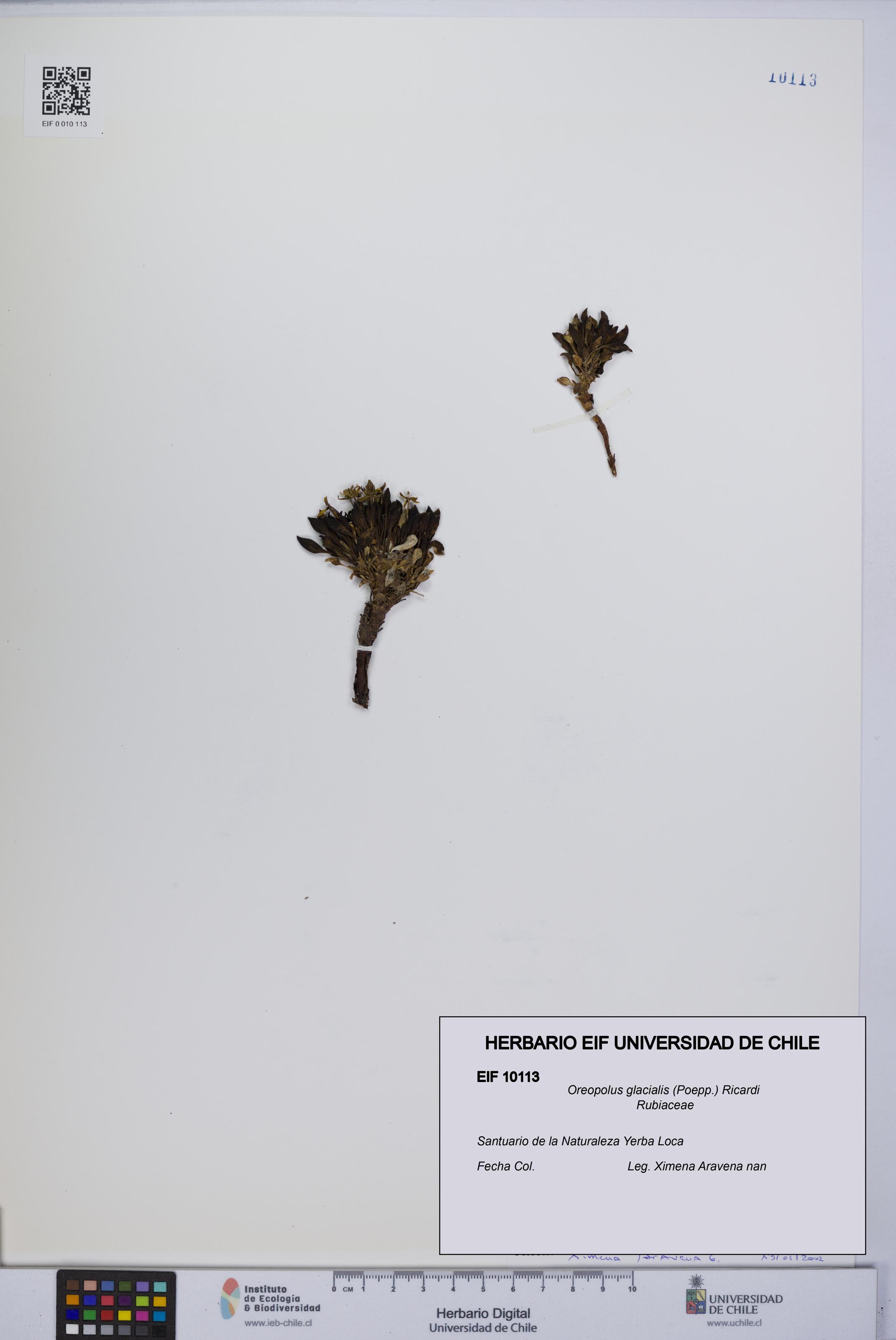 Oreopolus glacialis [Espécimen: UCH:EIF:0010113]