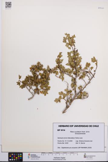 Ribes cucullatum [Espécimen: UCH:EIF:0010114]