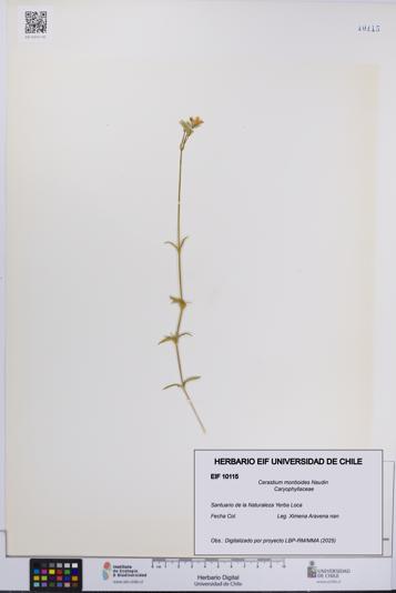Cerastium montioides [Espécimen: UCH:EIF:0010115]
