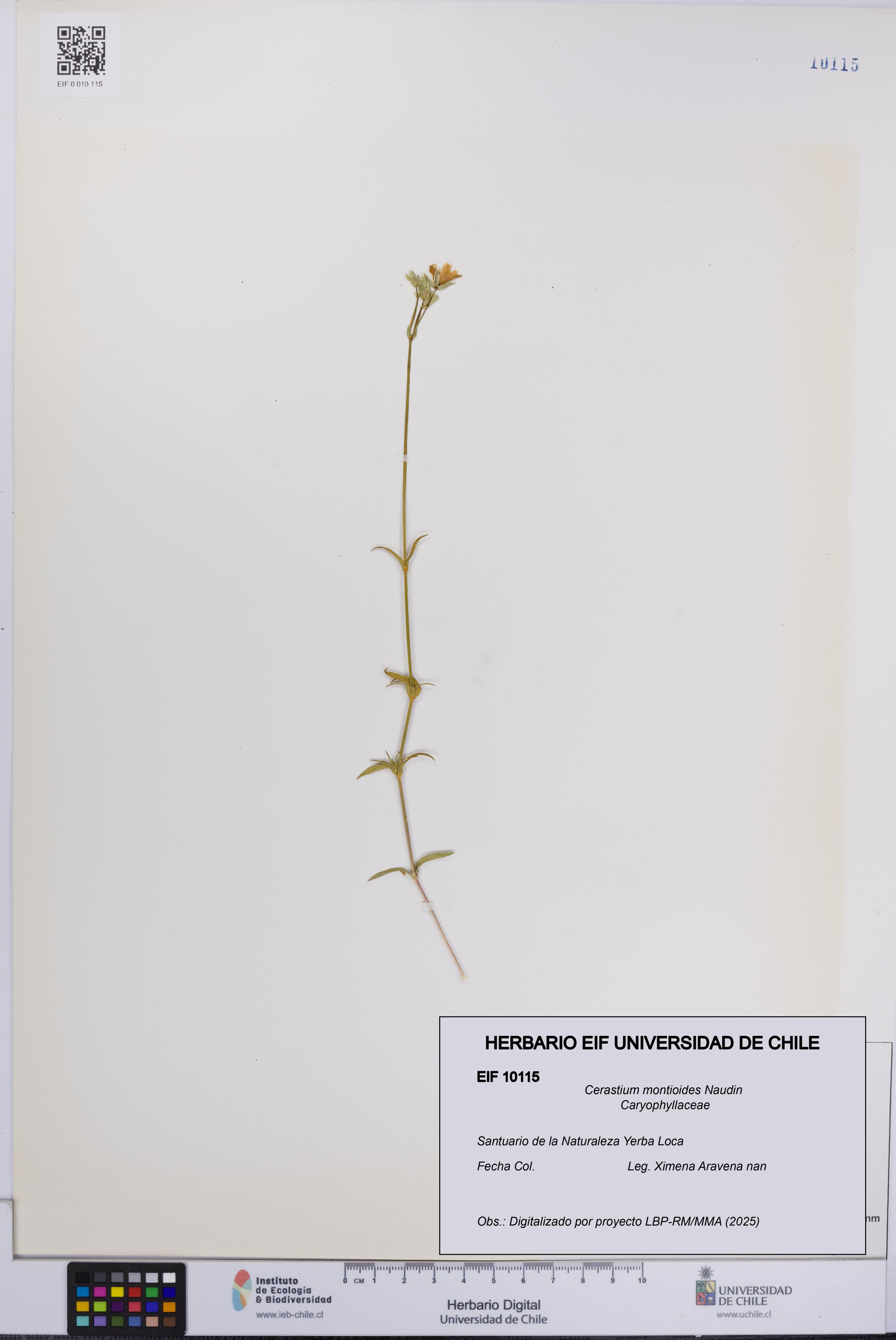 Cerastium montioides [Espécimen: UCH:EIF:0010115]
