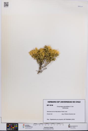 Chuquiraga oppositifolia [Espécimen: UCH:EIF:0010116]