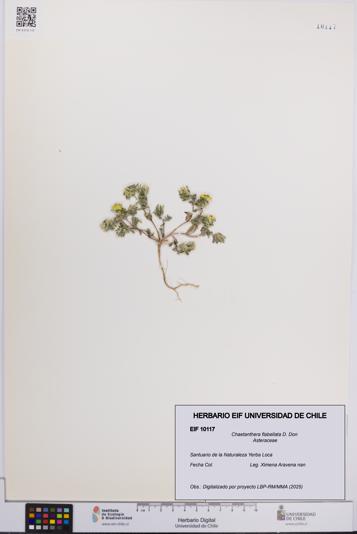 Chaetanthera flabellata [Espécimen: UCH:EIF:0010117]