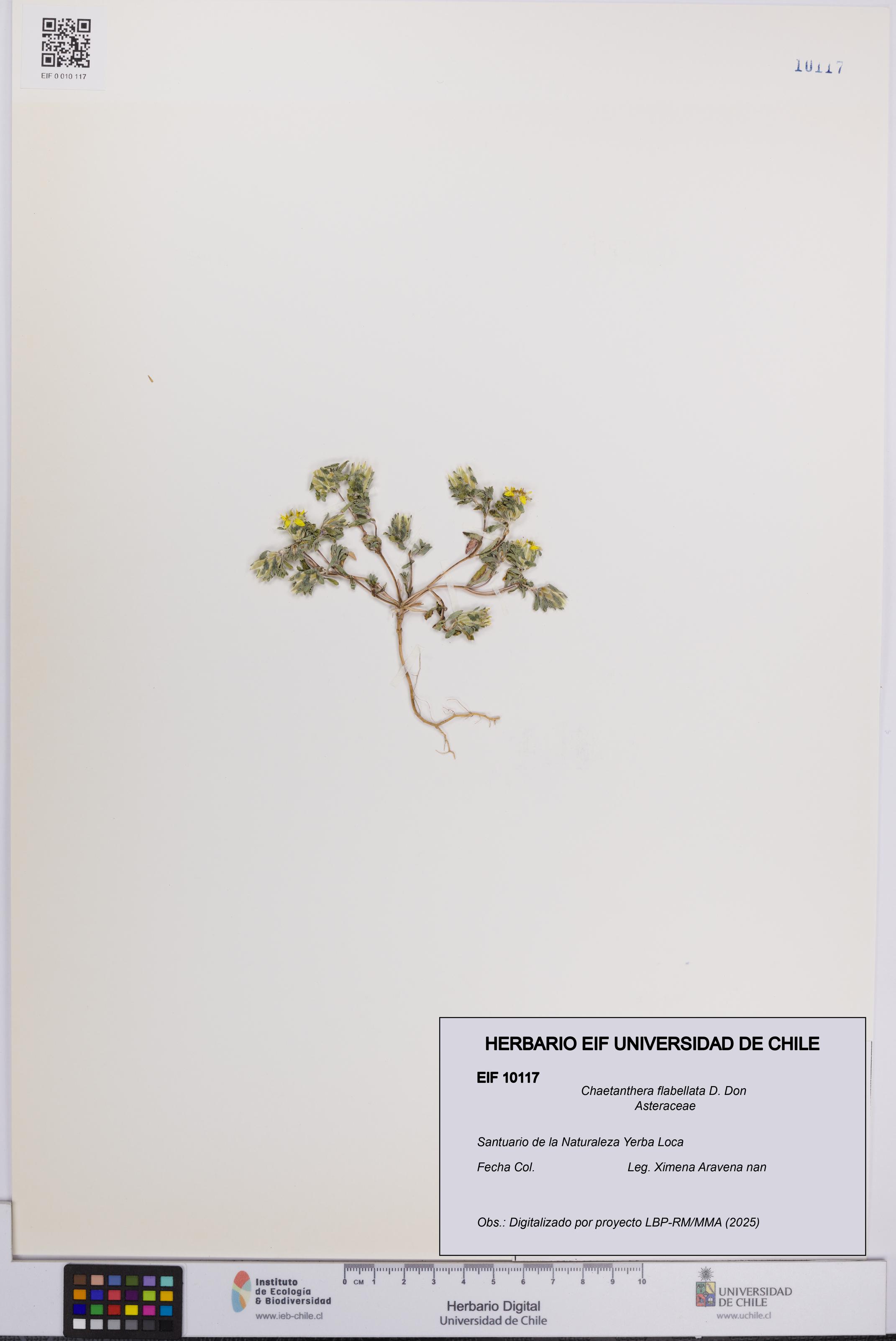 Chaetanthera flabellata [Espécimen: UCH:EIF:0010117]