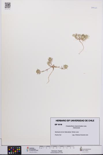 Chaetanthera moenchioides [Espécimen: UCH:EIF:0010118]