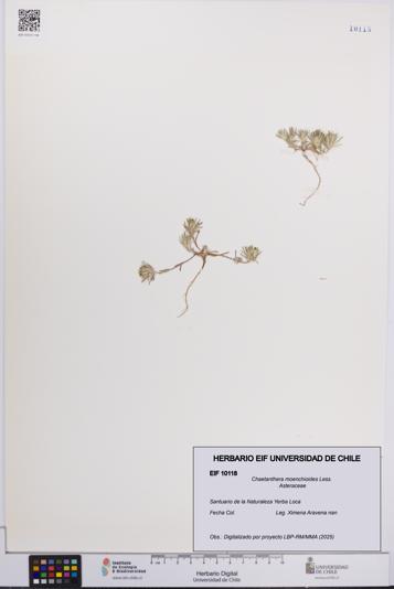 Chaetanthera moenchioides [Espécimen: UCH:EIF:0010118]