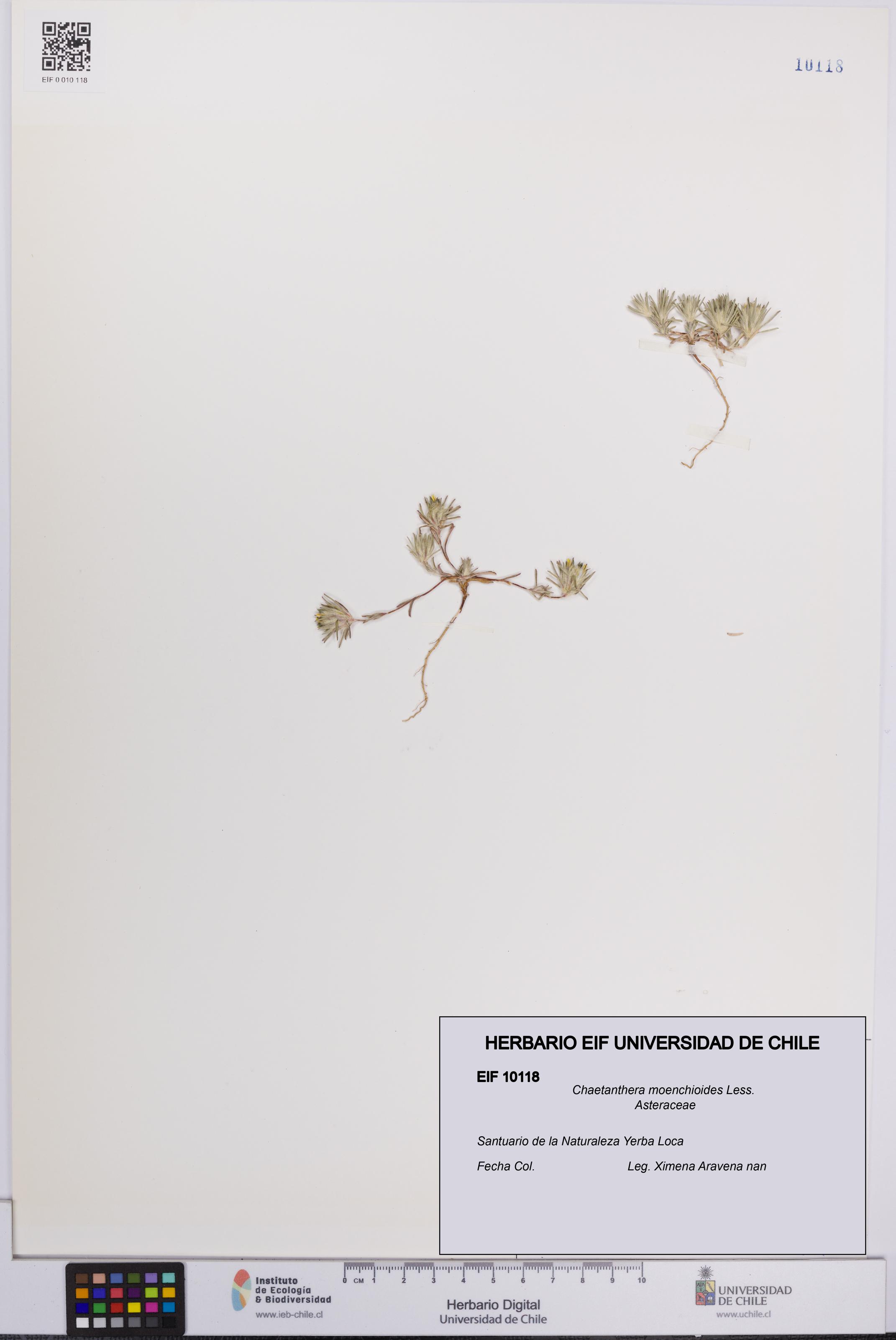 Chaetanthera moenchioides [Espécimen: UCH:EIF:0010118]
