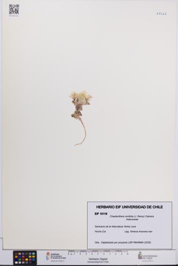 Chaetanthera renifolia [Espécimen: UCH:EIF:0010119]