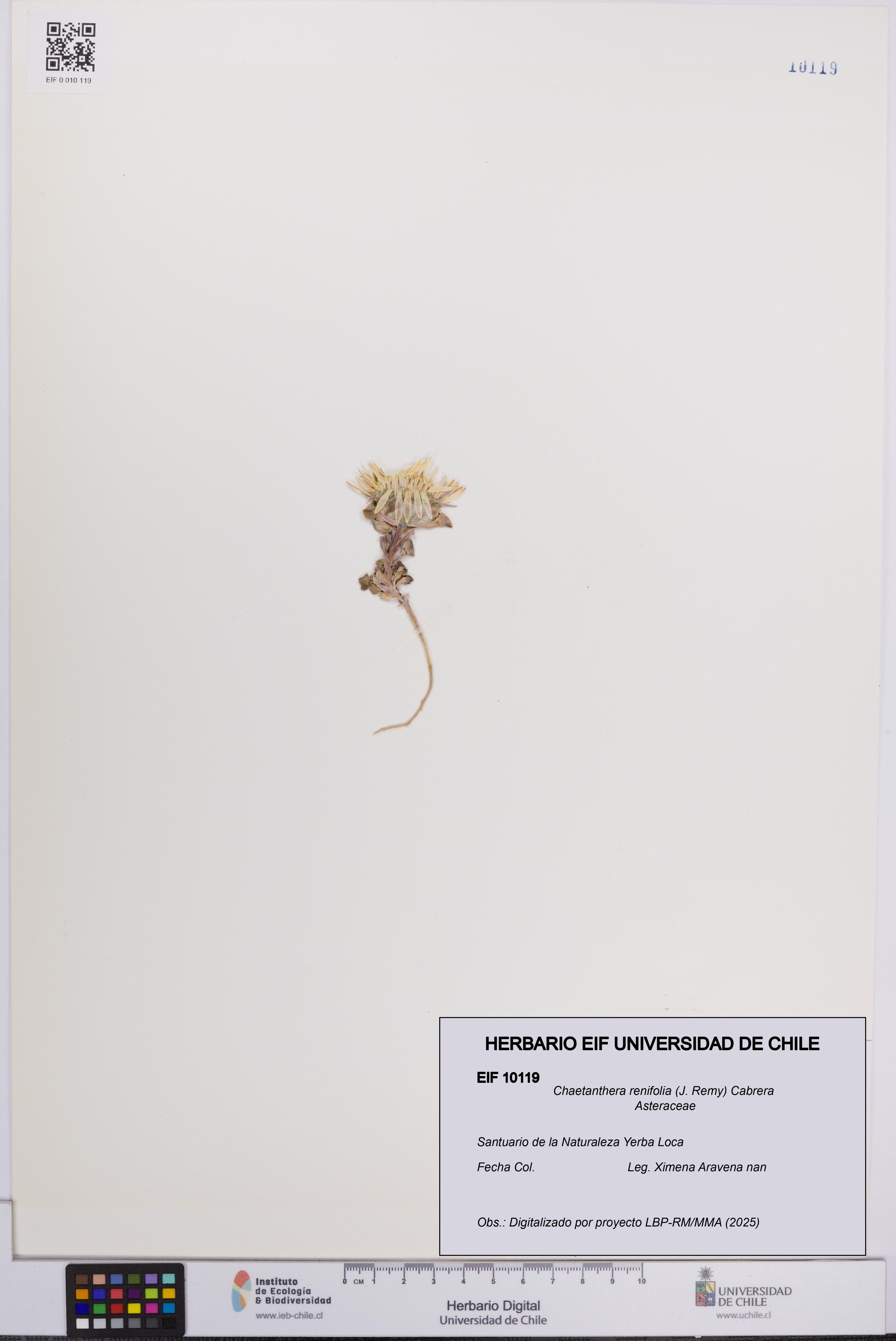 Chaetanthera renifolia [Espécimen: UCH:EIF:0010119]