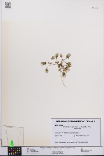 Chaetanthera splendens [Espécimen: UCH:EIF:0010120]