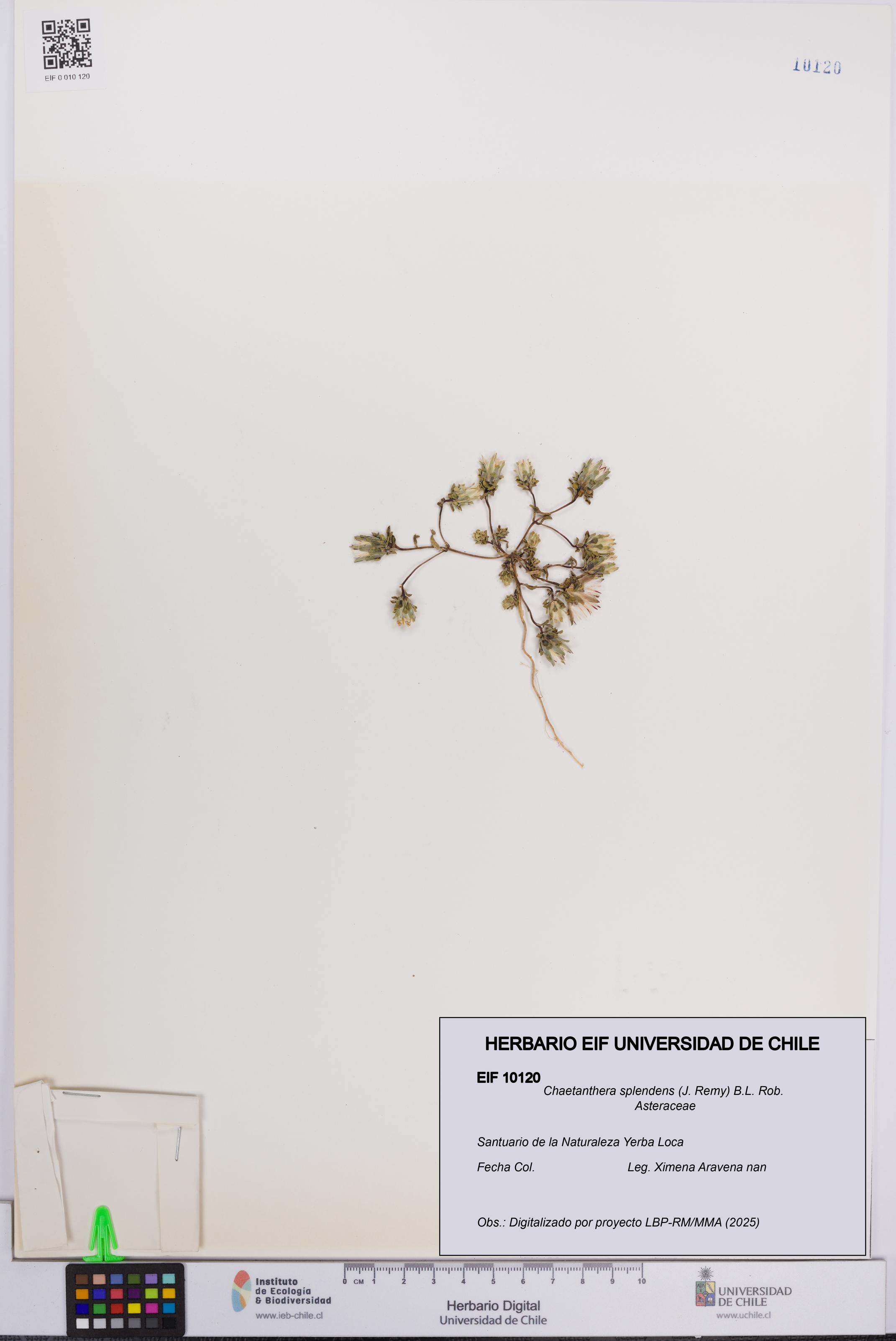 Chaetanthera splendens [Espécimen: UCH:EIF:0010120]