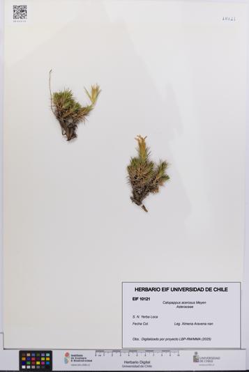 Calopappus acerosus [Espécimen: ]