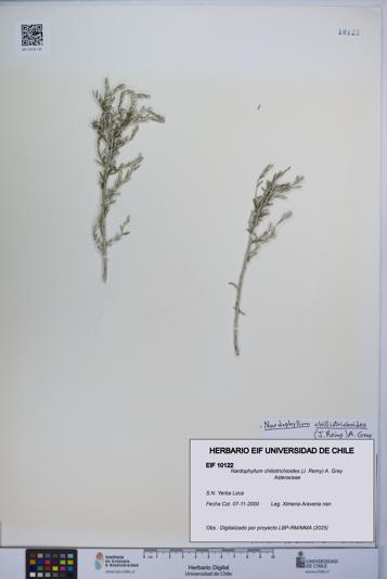 Nardophyllum chiliotrichioides [Espécimen: UCH:EIF:0010122]