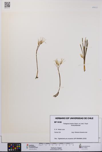 Tristagma bivalve [Espécimen: UCH:EIF:0010123]