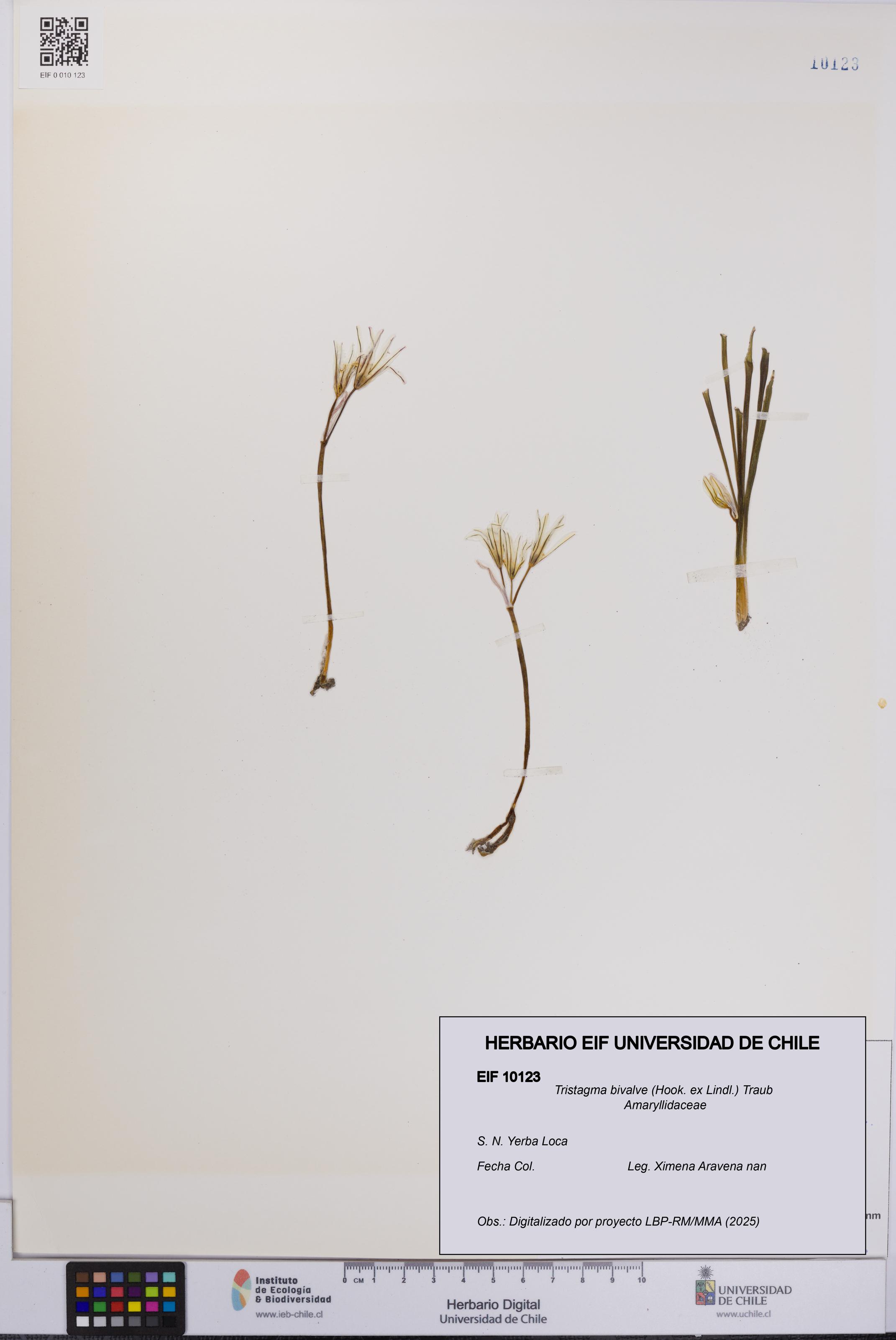Tristagma bivalve [Espécimen: UCH:EIF:0010123]