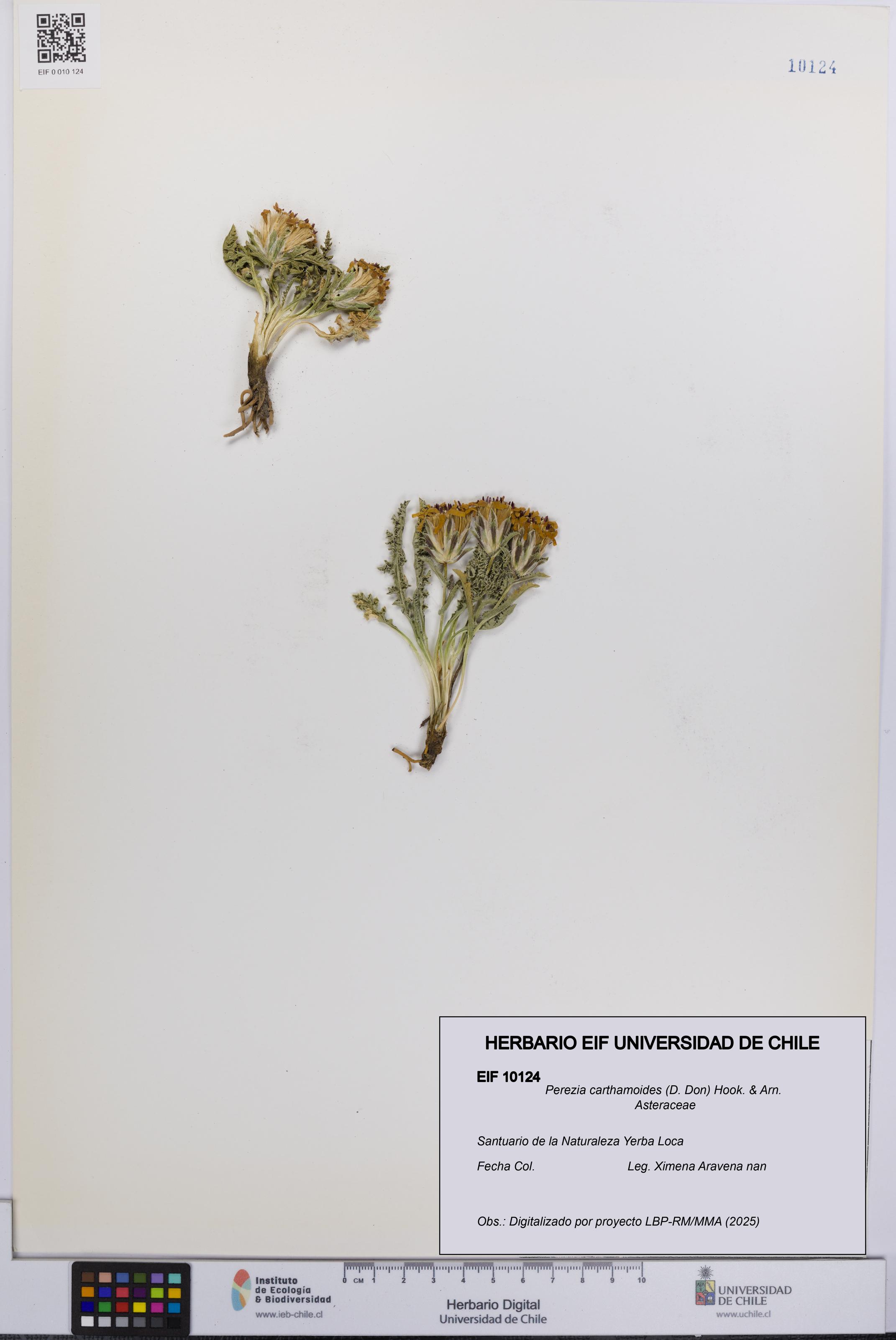 Perezia carthamoides [Espécimen: UCH:EIF:0010124]