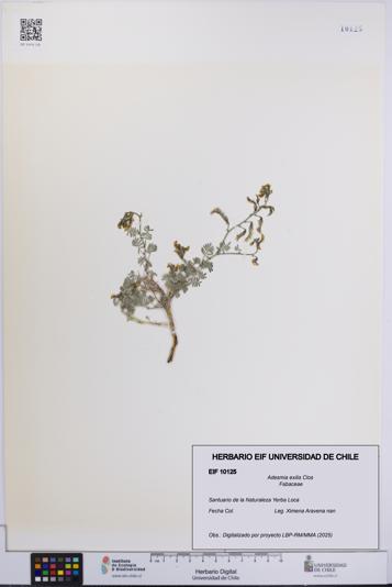 Adesmia exilis [Espécimen: UCH:EIF:0010125]