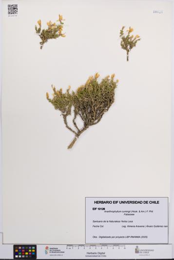 Anarthrophyllum cumingii [Espécimen: UCH:EIF:0010126]