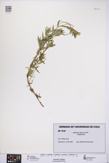 Epilobium glaucum [Espécimen: UCH:EIF:0010127]