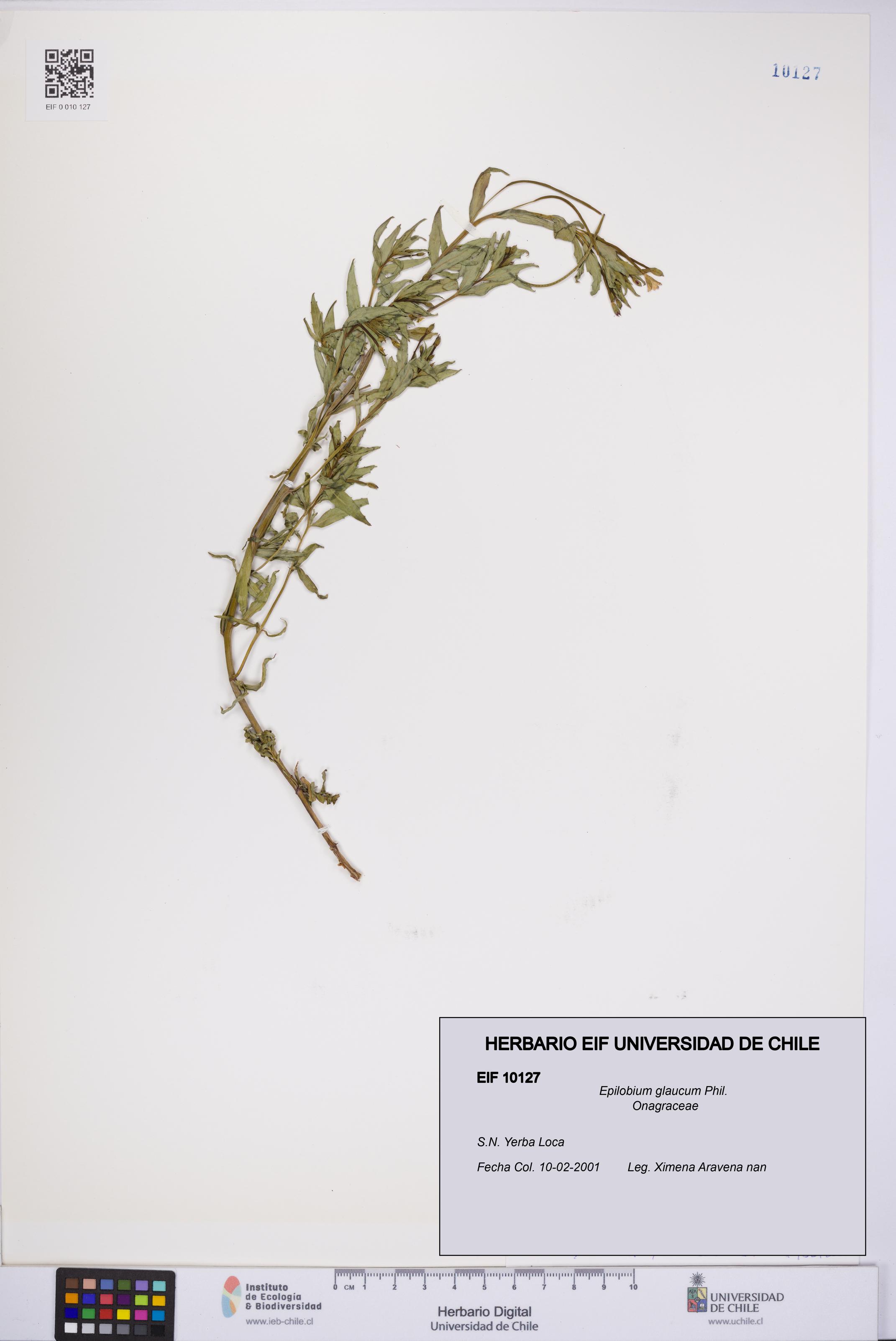 Epilobium glaucum [Espécimen: UCH:EIF:0010127]