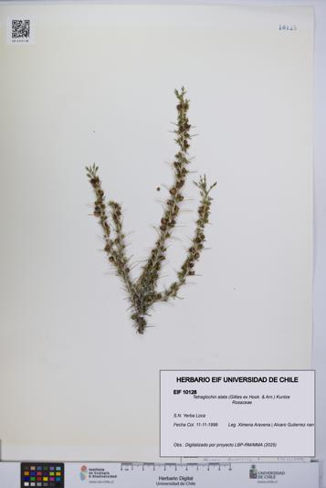 Tetraglochin alata [Espécimen: UCH:EIF:0010128]